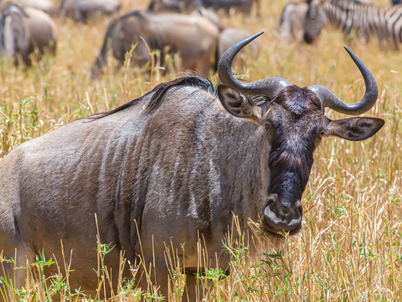Tanzania_Exp 12
