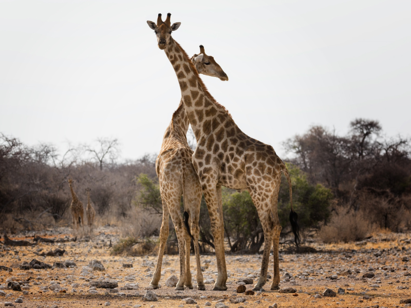 Tanzania_Exp 5
