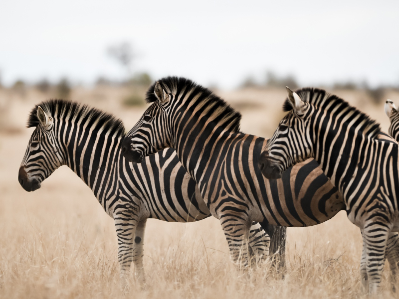 Tanzania_Exp 8