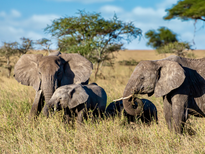 Tanzania_Exp 9